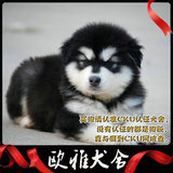 广州宠物狗自家繁殖阿拉斯加雪橇幼犬宝宝纯种