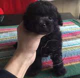 出售泰迪犬纯种小体泰迪幼犬 黑色灰色茶杯泰迪幼犬小型犬宠物狗