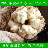 现货供应2015年宜兴特产新鲜百合非兰州龙山4-5个/斤 5斤包邮农家
