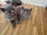 纯种蓝猫 英国短毛猫 幼崽蓝猫宠物 英短蓝猫 宠物猫活体公母