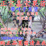 正宗台湾树葡萄嘉宝果苗 嘉宝果树苗庭院盆栽地栽南北种植当年果