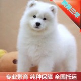 萨摩纯种萨摩耶雪橇犬宠物狗幼犬终身保障正规犬舍北京可送货