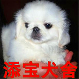 出售纯种京巴犬/北京狗/活体宠物狗狗北京犬幼犬/家庭犬小型犬3
