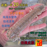 海鲜水产虾婆鲜活虾姑琵琶虾虾爬子皮皮虾活富贵虾 包邮 250g