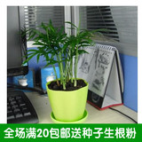 室内创意绿植花卉盆栽 常绿植物 袖珍椰子 办公室桌面 迷你小植物