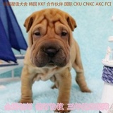 北京赛级沙皮犬幼犬出售纯种沙皮幼犬宠物狗狗活体家养实物拍摄01