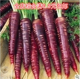 进口蔬菜种子紫黑色胡萝卜种子红胡萝卜紫人参 高营养极品水果种