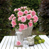 荷兰包邮带盆栽好迷你玫瑰微型蔷薇花苗月季办公室内小绿植物花卉