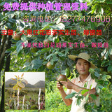 红花油茶一年实生苗高产优质大果红花茶籽树广西油茶苗