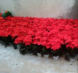 仿真一品红圣诞花一品红盆栽花卉盆景办公商场装饰花绢花直销包邮