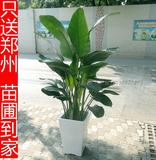 郑州同城 鹤望兰 天堂鸟 净化空气室内植物盆栽盆景
