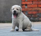 上海出售赛级拉布拉多幼犬可以上门看狗可以视频看狗保证品质