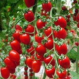 蔬菜种子 珍珠小番茄籽 红圣女果种子 樱桃番茄 黄圣女果种子