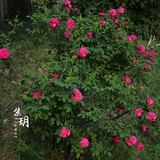 食用玫瑰花苗 保加利亚红玫瑰花苗 盆栽 地栽 香气宜人 泡水