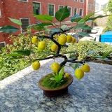 仿真水果小盆景桃子树柠檬树桔子树盆栽家居客厅装饰假花摆设模型