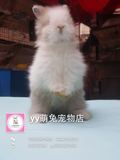 《yy萌兔》猫猫兔 安哥拉盖脸猫猫 宠物兔 活体 甜馨同款