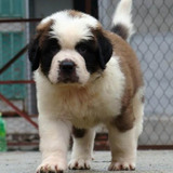 双赛级血统家养宠物狗 纯种巨型圣伯纳犬 救援护卫活体幼犬出售15
