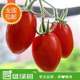 红圣女果小番茄小西红柿蔬果有机蔬菜种子阳台种菜庭院盆栽菜籽