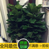 绿萝大型盆栽绿植物办公室内客厅甲醛雾霾新房净化装修除味北京