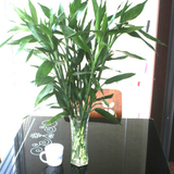 水培绿植盆栽植物富贵竹荷花竹观音竹办公桌客厅净化空气小盆栽