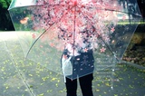 日系樱花可爱清新透明印花伞 文艺长柄折叠浪漫韩剧学生晴雨伞