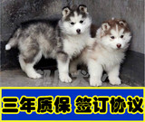纯种活体宠物狗幼崽哈士奇雪橇犬幼犬三把火双蓝眼哈奇士幼犬出售