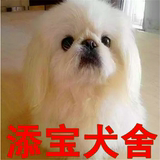 出售纯种京巴犬/北京狗/活体宠物狗狗北京犬幼犬/家庭犬小型犬49