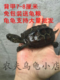 乌龟活体宠物龟水龟中华草龟金线龟背甲5-10厘米