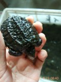 小鳄龟 乌龟活体 宠物龟 鳄龟苗 北美小鳄龟杂佛6厘米 2只包邮