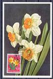 卢森堡1955年花卉郁金香邮票极限片