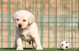 成都拉布拉多幼犬出售 纯种拉布拉多犬 黑拉布拉多  0
