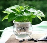 1套包邮绿萝吊兰盆栽 如水水培植物整套 防电脑辐射 创意办公绿植