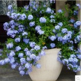 龙柏园艺，蓝雪花苗盆栽 多年生花开不断 蓝色 庭院阳台植物