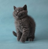 南京唐钰纯猫--纯种蓝猫-蓝色英短-英国短毛猫-赛级血统