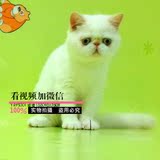 CFA重点白色异短MM 纯种加菲猫/宠物猫活体幼崽/异国短毛猫妹妹