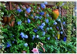 蓝雪花(极耐热品种，除冬天全年开花）