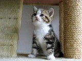 出售家养美短银虎斑加白幼猫 3个月公母都有