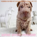 北京赛级沙皮犬幼犬出售纯种沙皮幼犬宠物狗狗活体家养实物拍摄04