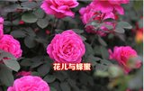 可食用的 香水玫瑰 玫瑰盆栽地栽花卉绿植玫瑰花苗包对版正品