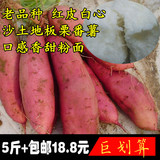山东特产新鲜红薯 红皮白心地瓜山芋番薯板栗番薯农产品5斤装包邮