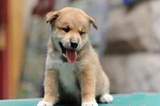 日本双血统狗狗赛级纯种柴犬幼犬出售 忠诚宠物狗小型护卫犬