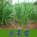 四季紫根韭菜苗老品种非转基因可留种蔬菜种子阳台盆栽春播蔬菜苗