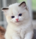 海豹双色蓝双布偶猫布拉多尔猫活体美国布偶猫宠物布偶猫 活体
