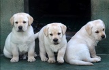 南京黑黄色<拉布拉多犬纯种幼犬出售>家养 导盲犬 寻回猎犬健康