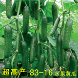 【天天特价】水果黄瓜种子 蔬菜种子四季家庭盆栽高产四季种83-16