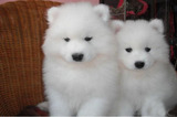 纯种赛级澳版萨摩耶幼犬/中型宠物狗狗/微笑天使雪橇犬/雪白色99