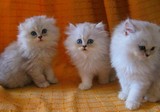 纯种活体宠物 银白色大眼金吉拉 银渐层色幼猫 长毛波斯猫