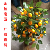 仿真水果盆景假桔子树盆栽新年装饰品家居客厅装饰橘子树水果假树