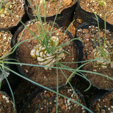 多肉植物 风信子科哨兵花 细叶弹簧草5~6cm 多年生块根 趣味植物