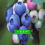 蓝莓苗木 盆栽果树苗 当年结果 适合南北方种种植 庭院盆栽3年苗